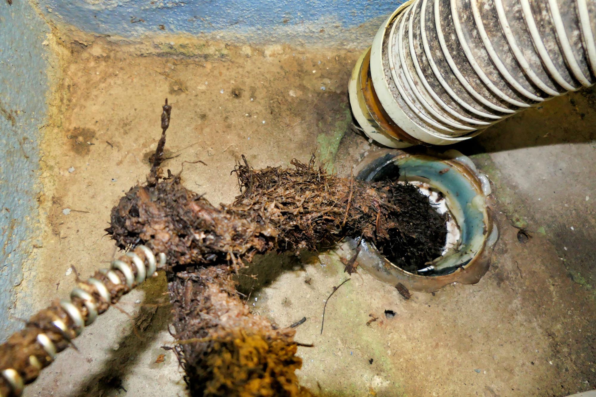 Roots in Drainage Pipes